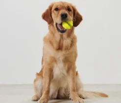 Ballschleuder