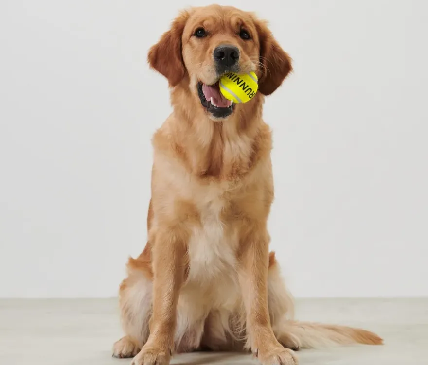 Ballschleuder