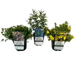 Bienengarten, 3er-Set