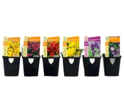 Bienenstaudenmix