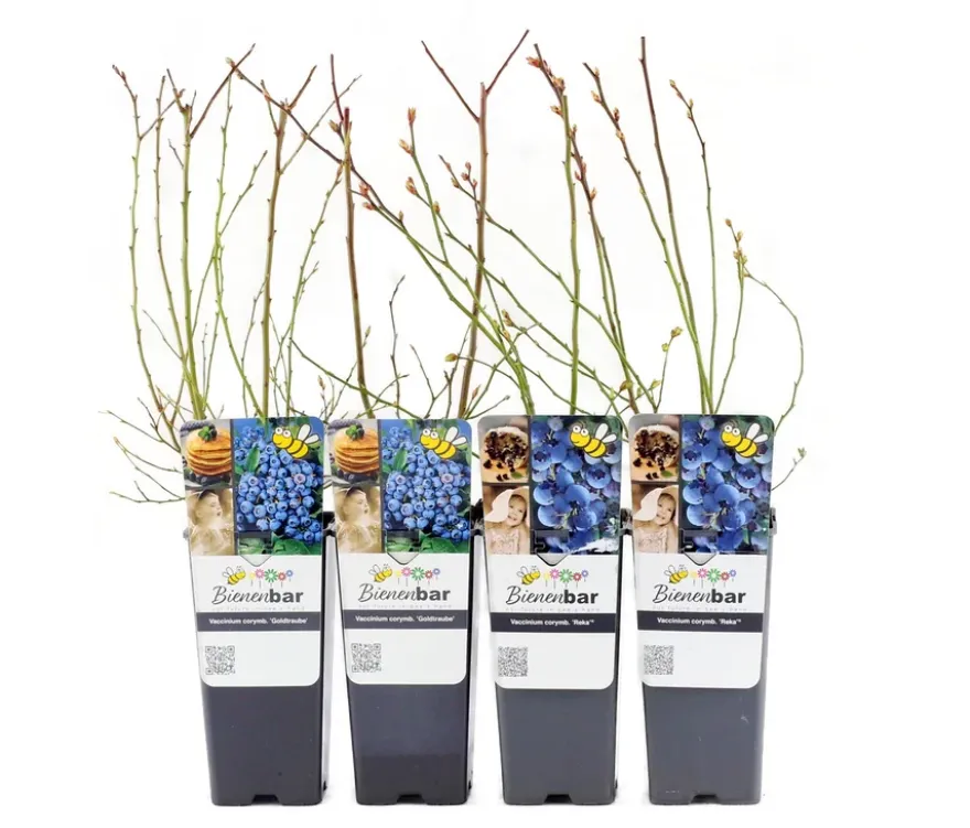 Blaubeeren, 4er-Set