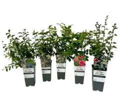 Bunte Blühhecke, 5er-Set, mehrfarbig