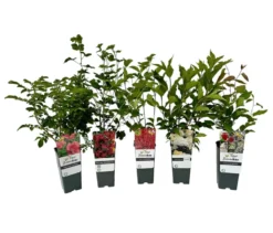 Bunte Blühhecke, 5er-Set, rot-weiß