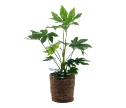 Fatsia mit Übertopf
