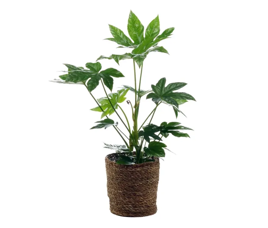 Fatsia mit Übertopf