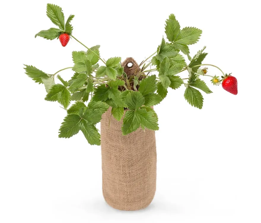Hängender Erdbeer-Garten