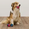 4 Hunde-Spielzeugbälle