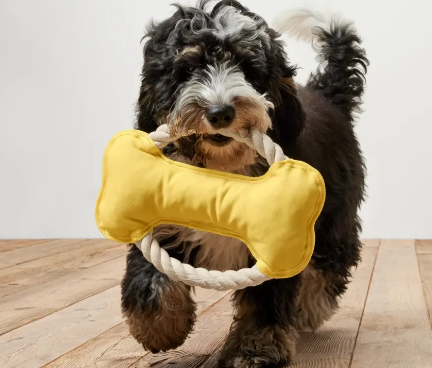 Hunde-Tau-Spielzeug