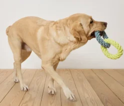 Hunde-Tau-Spielzeug