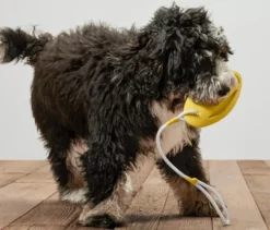 Hunde-Wurf-und-Wasserspielzeug
