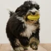 Hunde-Zahnpflege-Ball