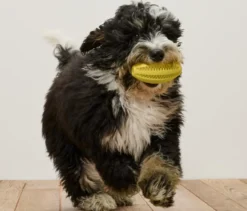 Hunde-Zahnpflege-Ball