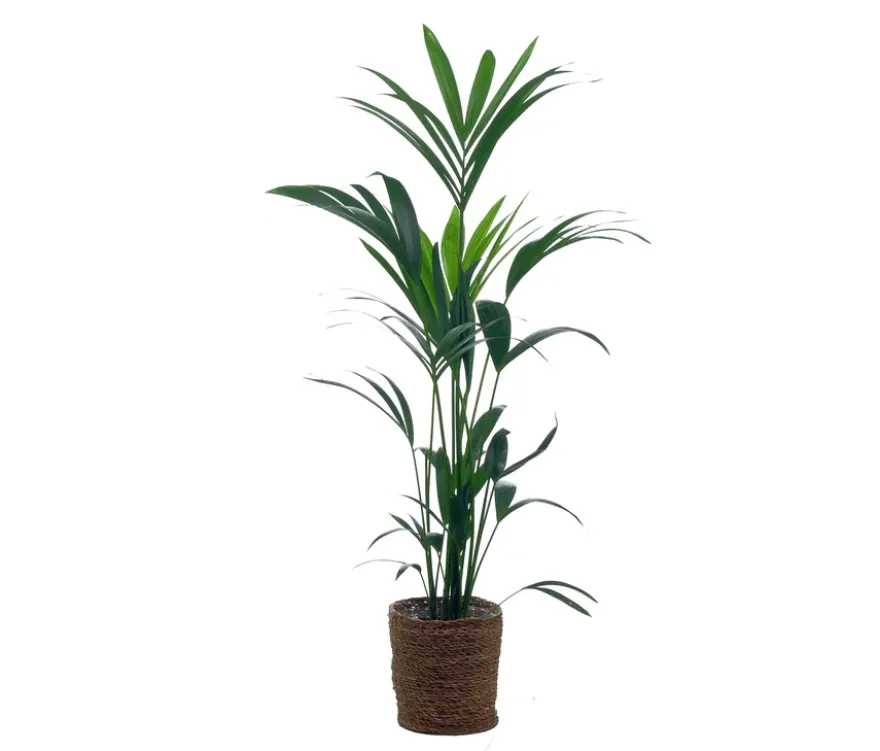 Kentia-Palme mit Übertopf
