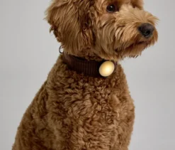 Leuchtender Hundehalsband-Anhänger