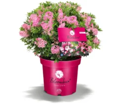 Rhododendron »Bloombux«