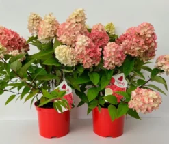 Rispenhortensie »Bloody Marie«