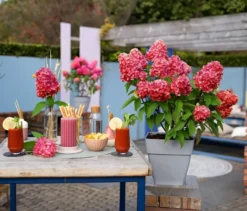 Rispenhortensie »Bloody Marie«
