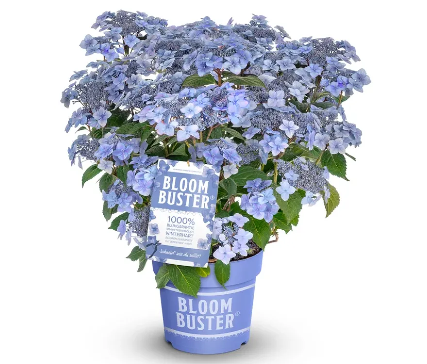 Rispenhortensie »Bloombuster blau«
