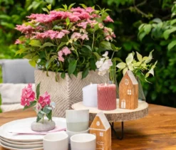 Rispenhortensie »Bloombuster pink«