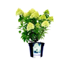 Rispenhortensie »Limelight«