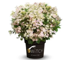Rispenhortensie »Switch«