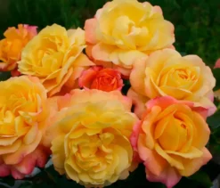 Rose der Hoffnung