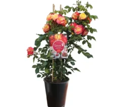 Rose »Firebird«