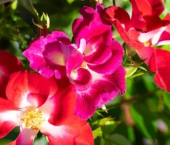 Rose »Rosy Boom Colour Change«