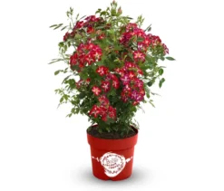 Rose »Rosy Boom Colour Change«