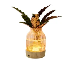 Wasserpflanze im Glas mit LED »Calathea«