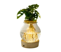 Wasserpflanze im Glas mit LED »Monstera«