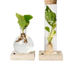 Wasserpflanze im Glas mit LED »Monstera und Clusia«