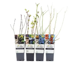 Wellnessobst, 4er-Set