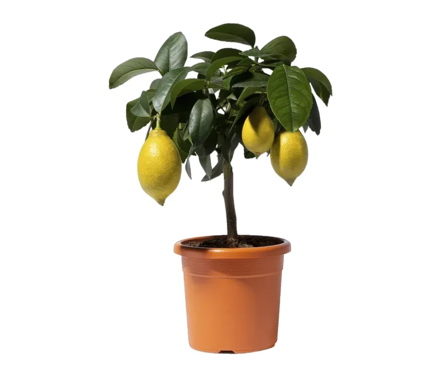 Zitronenbaum