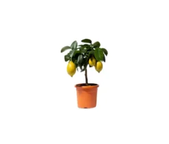 Zitronenbaum