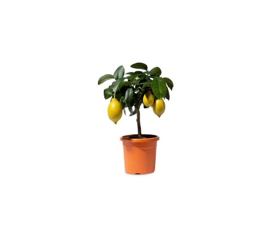 Zitronenbaum